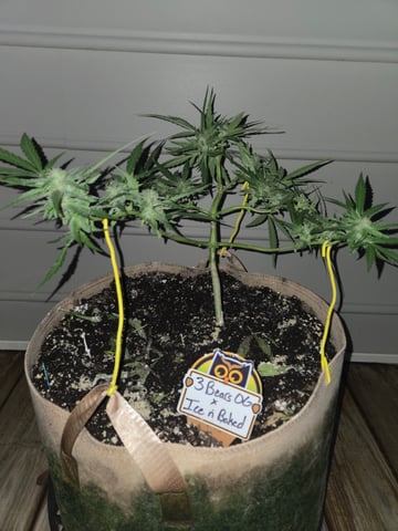 Outdoor Auto's (3rd Set) — flower, day 51