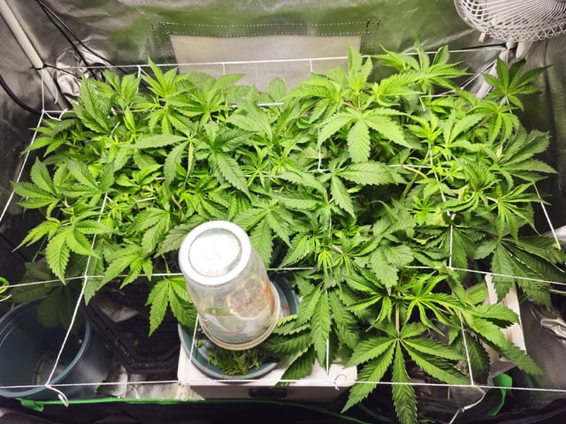 Kushberry Moonrocks — vegetative, day 35