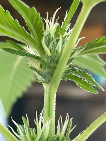 permanent marker feminised  — flower, day 33