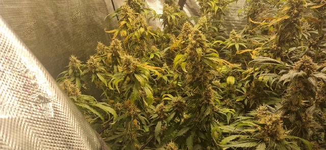Indigo Saphirex2 And Slush Mint Cake X2 — flower, day 113