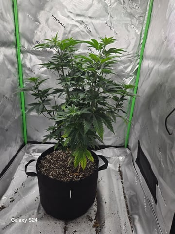 First Time — vegetative, day 20