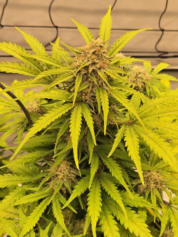 Mimosa Sunrise XXL 3x3 tent — flower, day 50