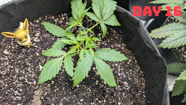 Strawberry Cheesecake Seedsman Seeds Autoflowers x2 — seedling_rooting, day 18