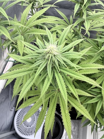 Blue Dream Grow — flower, day 56