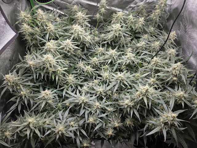 First Grow!!! — flower, day 19