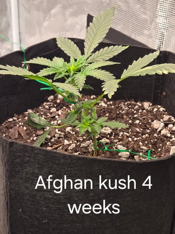 1st grow — vegetative, day 19