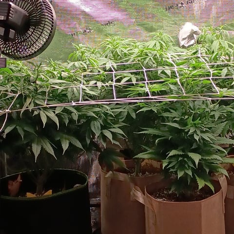 TentPlantLightFan — flower, day 81