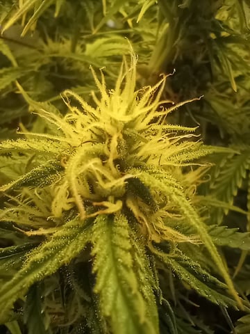 White Widow XXL Auto — flower, day 67