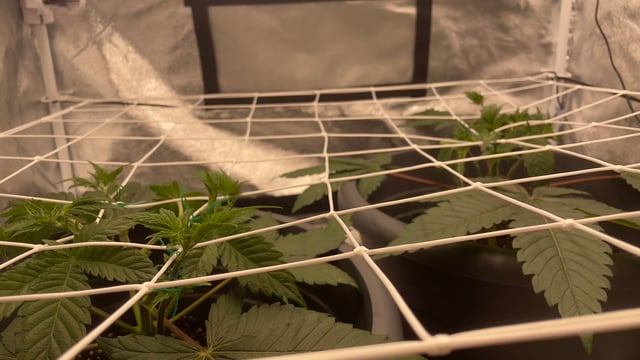 LSD feminized — vegetative, day 38