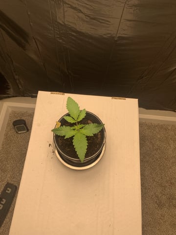 MJ — vegetative, day 1