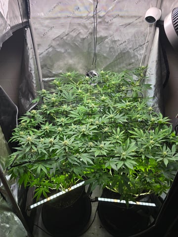 Purple Haze  — flower, day 74