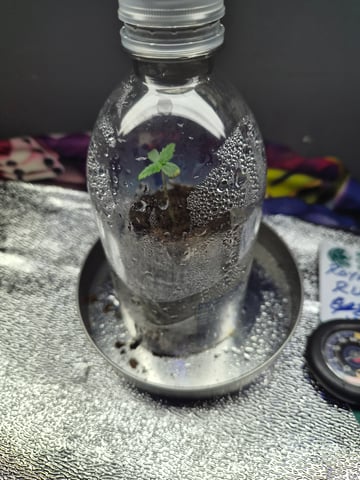 I'll get it right — seedling_rooting, day 8