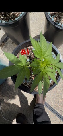 Forbidden Fruit — vegetative, day 34