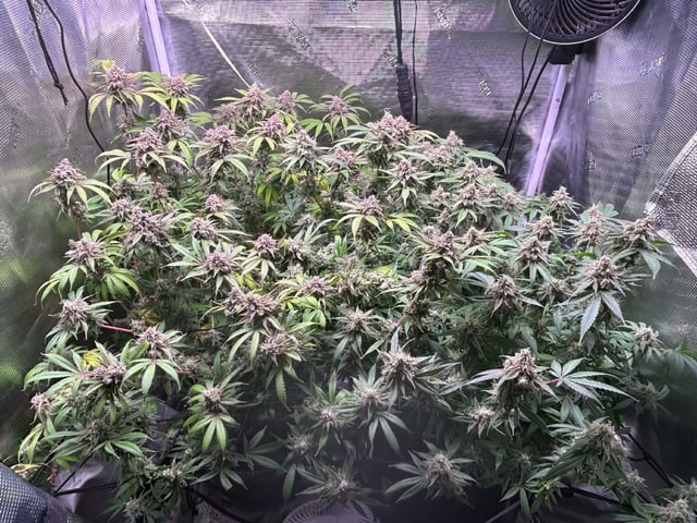 Blue Dream Feminized  — flower, day 151
