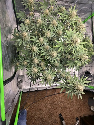 2nd grow round 2 — flower, day 84