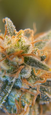 Piney — flower, day 38