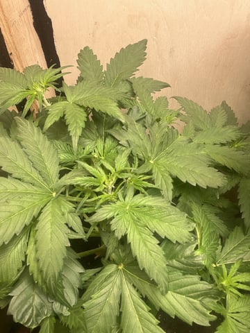 easy bud auto & nothern lights auto — flower, day 29