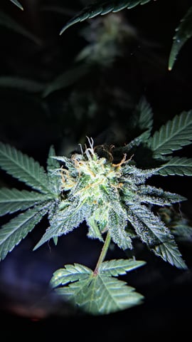 b1. — flower, day 125