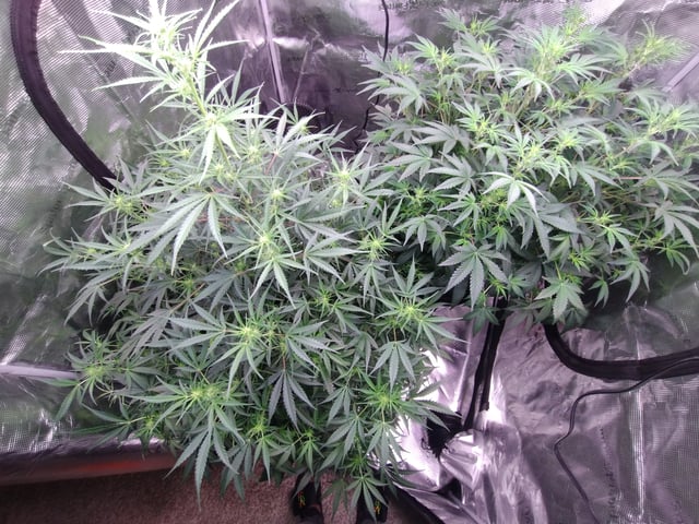 First grow — flower, day 57