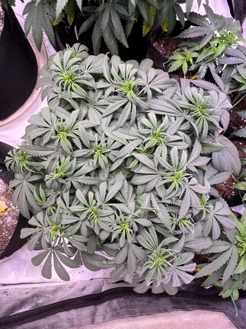 Indoor Grow  — vegetative, day 25