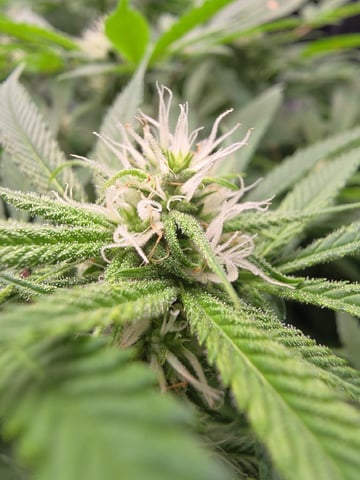 Blue Dream Feminized  — flower, day 122