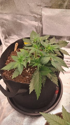No3 — vegetative, day 35