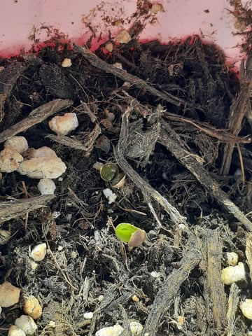 Sub Zero#12 Photoperiod Grow — germination, day 1