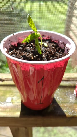 Freya's Honey — vegetative, day 17