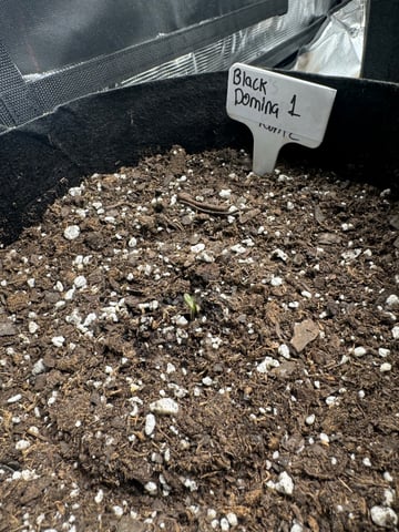 SSH and BD — seedling_rooting, day 3