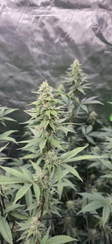 SGC And GWS Clones — flower, day 32