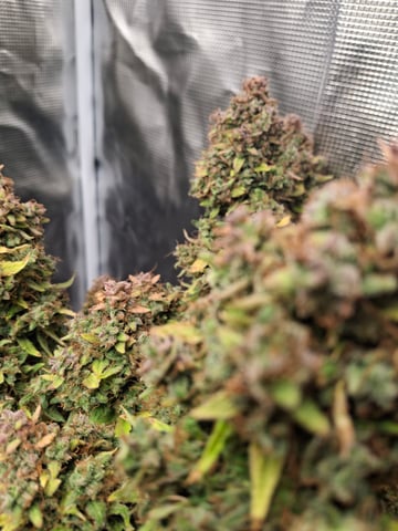 SoFloBudz — flower, day 110