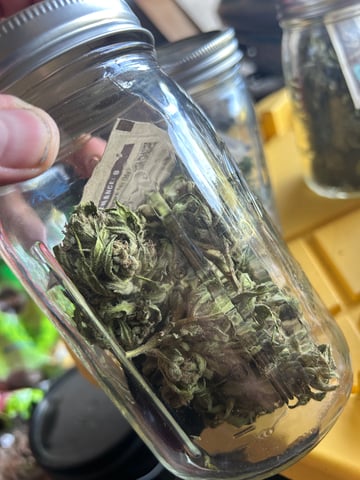 First ever grow — harvest, day 102