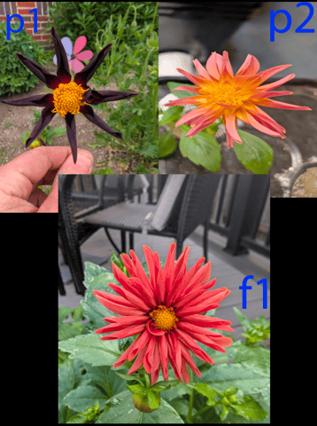 dahlia breeding — flower, day 1