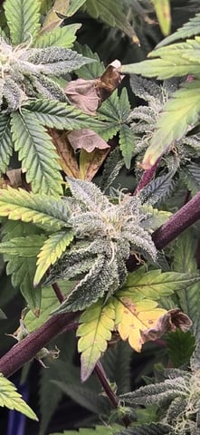 Mimosa   — flower, day 2