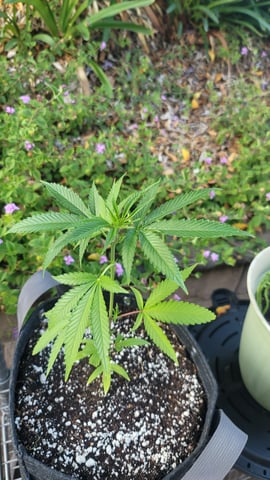 Poison Rainbows — vegetative, day 70