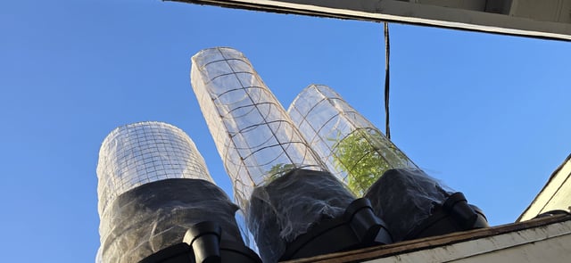 CzechsMex 2.0 — vegetative, day 125