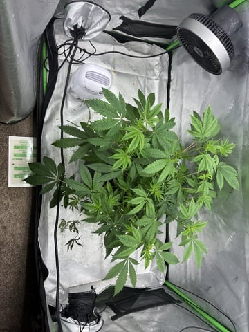 B.P, E.G, B.F, Chama! — flower, day 53
