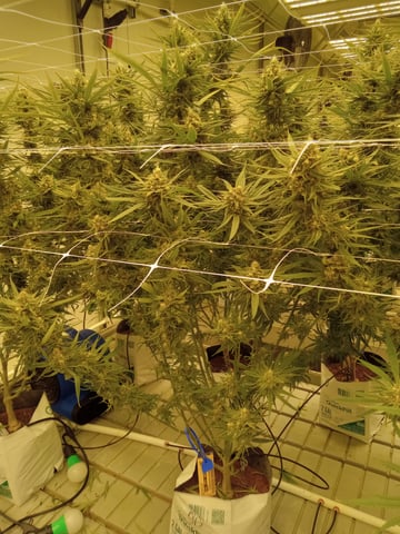 critical purple kush x peyote wifi  in the auto pot system tray 2 grow with added microhazian to the coco coir  — vegetative, day 29