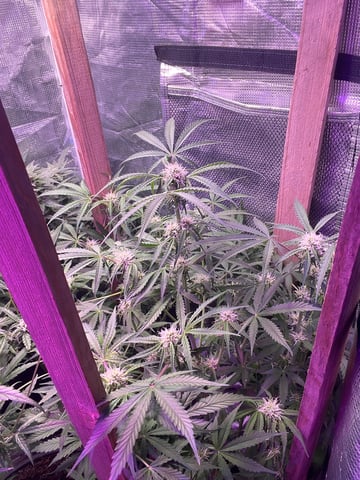 Milky Way F1 — flower, day 54