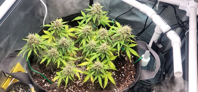 Number Two.  Lola — flower, day 82