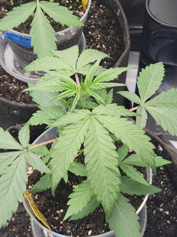 Another round of Mephisto Genetics from Schoolyard Crush and Do-si-delirium drops. — vegetative, day 20
