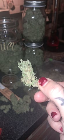 1st grow (green house)(natural) — done, day 161