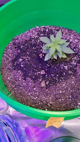 b1. — vegetative, day 24