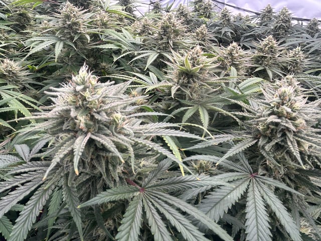 zunami s1 grounded genetics  — flower, day 75