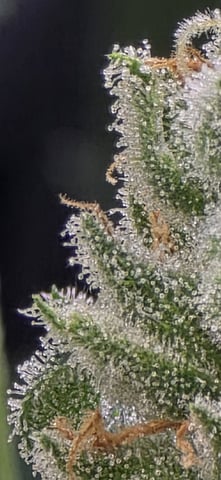 strawberry guava bx — flower, day 30