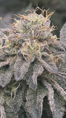 ethos genetics  — flower, day 110