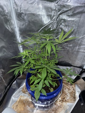 Gorilla glue — vegetative, day 35