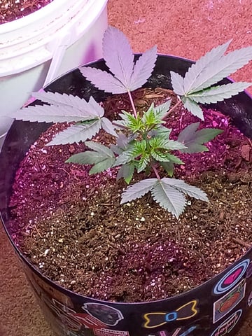 Round Deuce  — vegetative, day 32