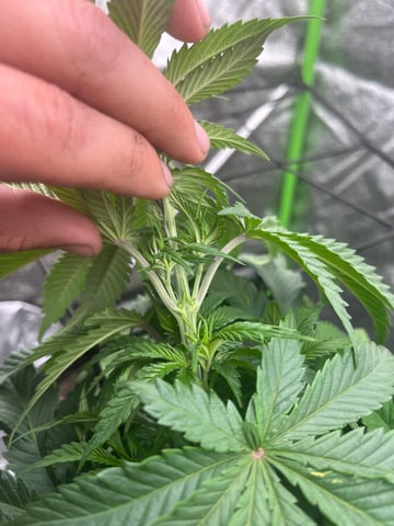 My First Four — vegetative, day 49