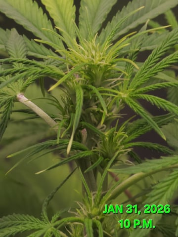 Dos Si Dos. Indica — flower, day 38